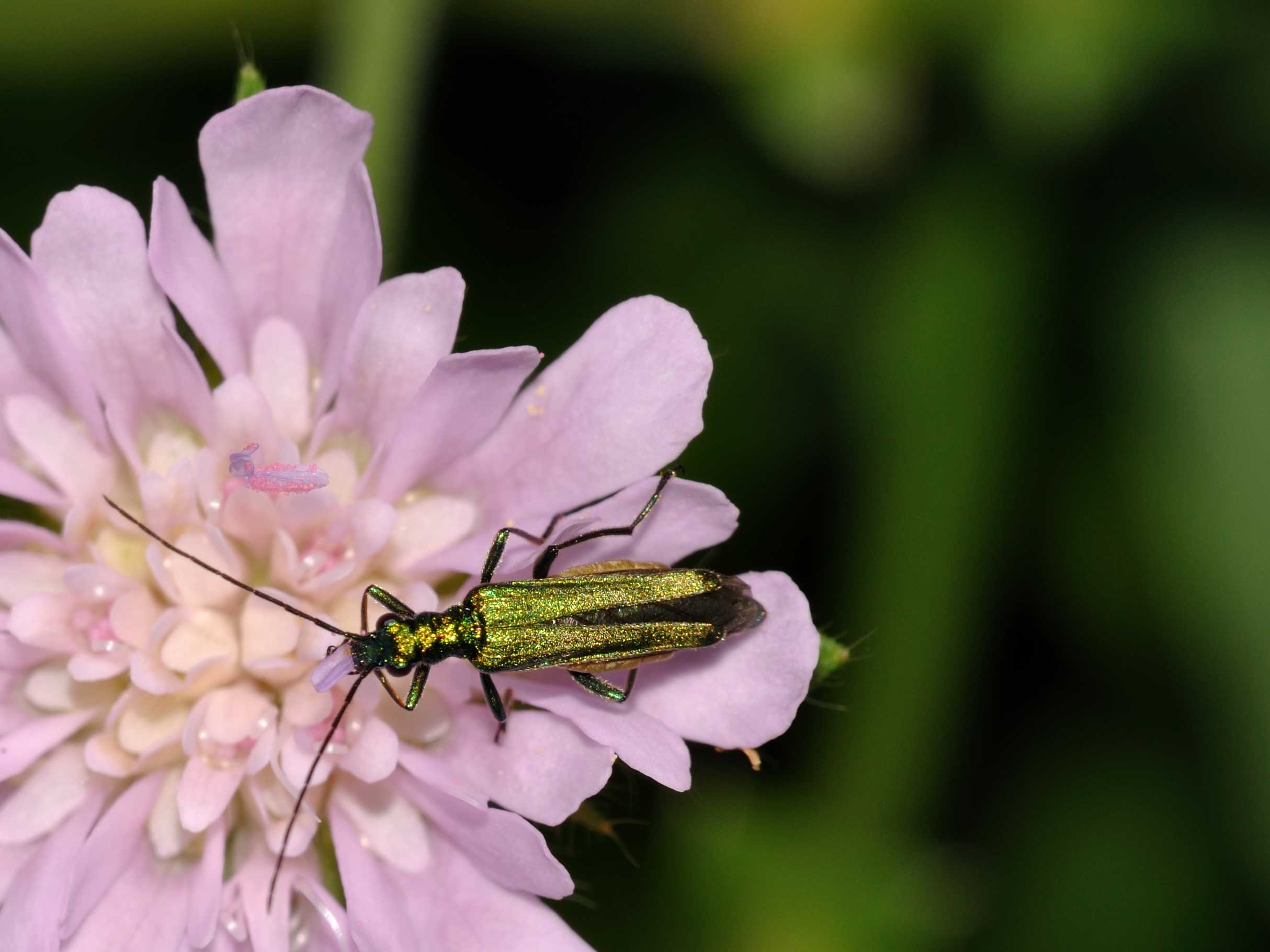 Femmina di Oedemera nobilis